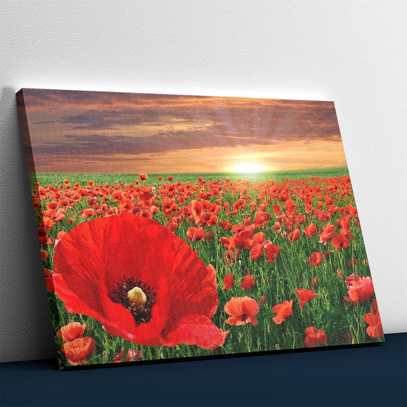 Sonnenaufgang bei Flower Fields