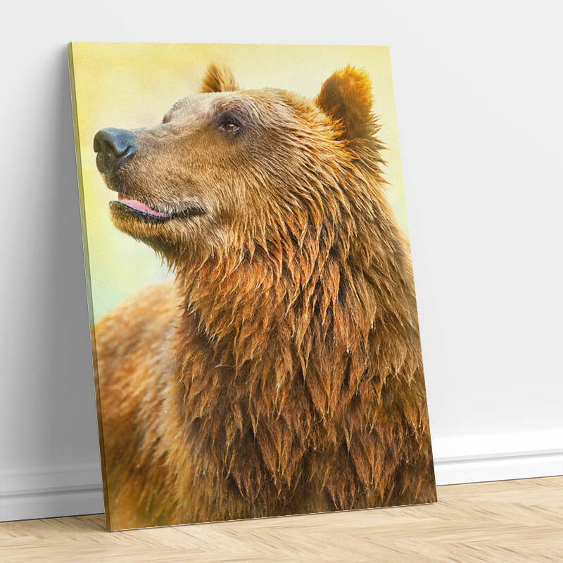Grizzlybär
