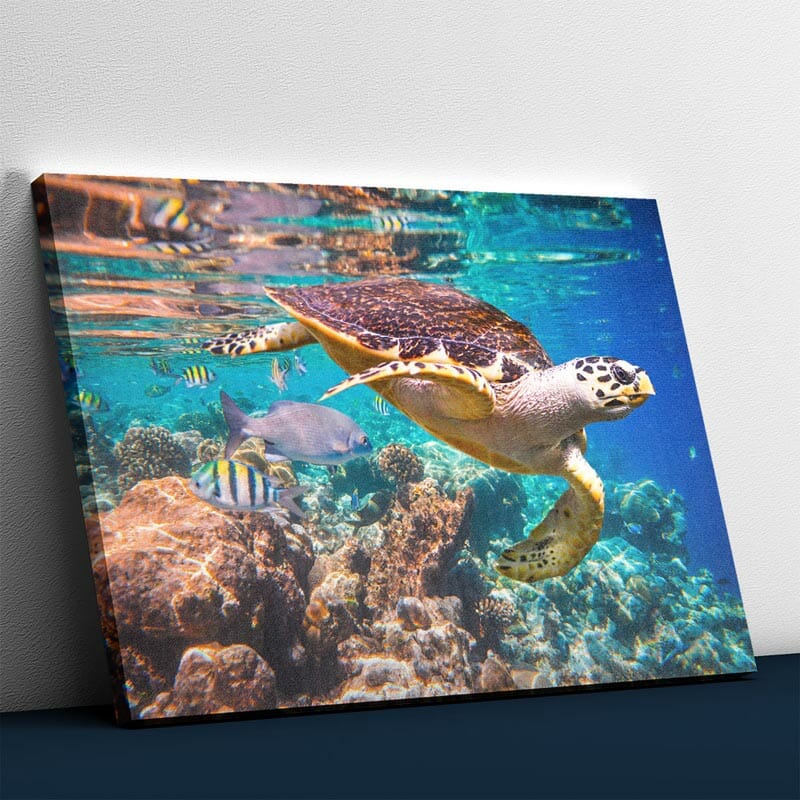 Schöne Schildkröte
