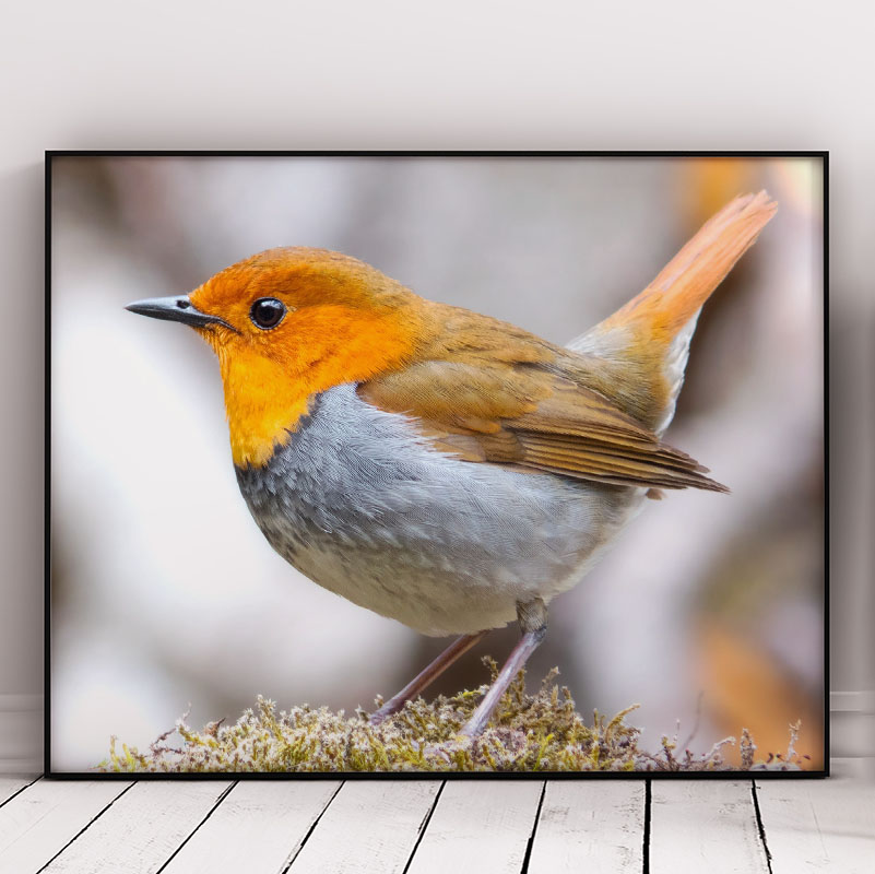 Schöner Vogel