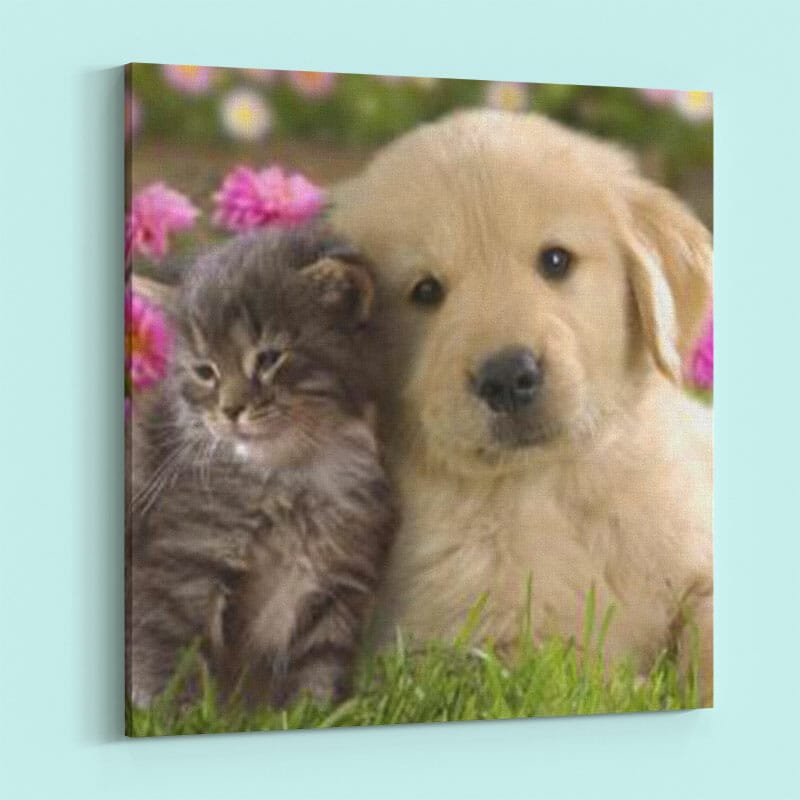 Beste Freunde - Hund und Katze